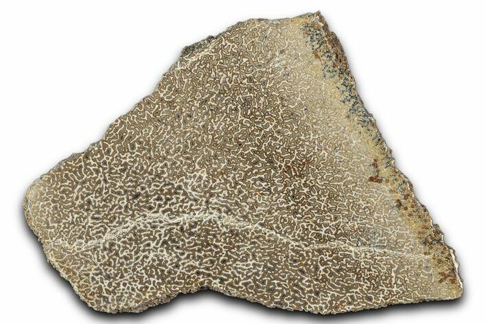 Polished Dinosaur Bone (Gembone) Slab - Morocco #349636